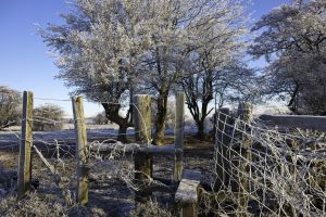 Frozen Fence